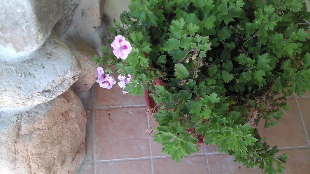 Villa Renzo E Lucia Sant Isidoro  外观 照片